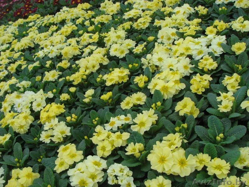 Цветы Тюльпан оптом к 8 марта  - Изображение #3, Объявление #1522765