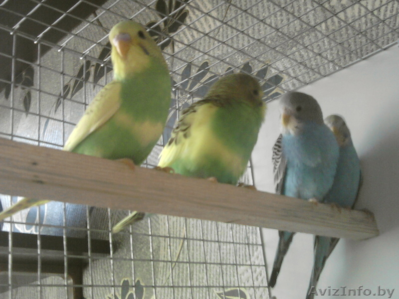 Волнистики - Изображение #5, Объявление #1596442