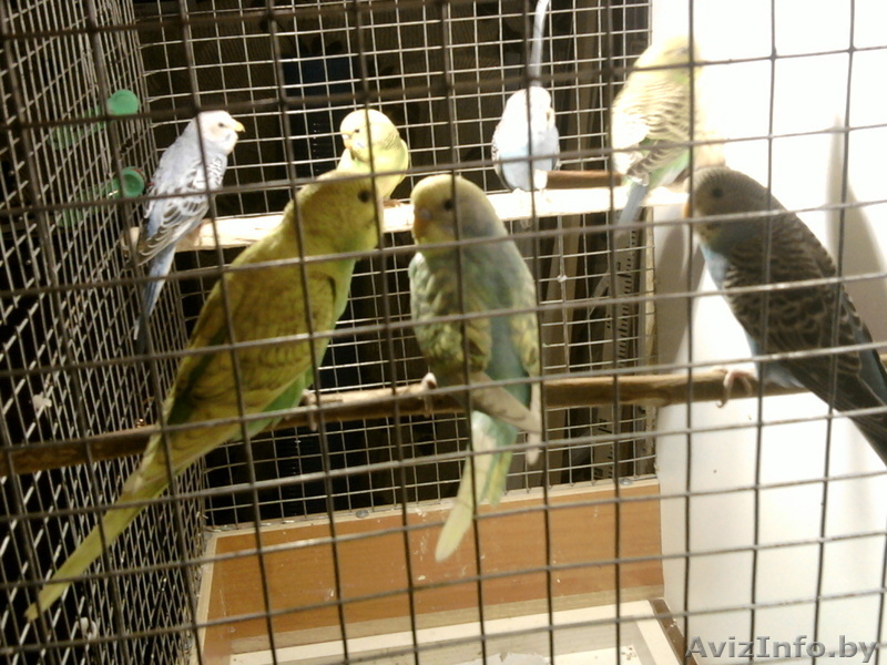 Волнистики - Изображение #3, Объявление #1596442