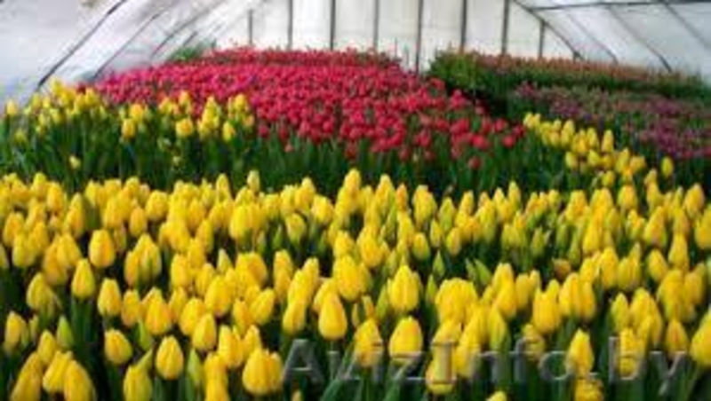 Продам тюльпаны оптом и в розницу - Изображение #3, Объявление #1610149