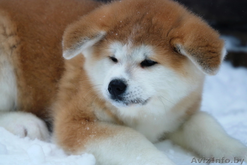 Щенки японской акита-ину, продам. - Изображение #2, Объявление #1630745