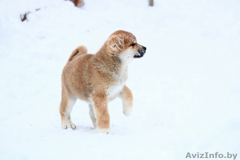 Щенки японской акита-ину, продам. - Изображение #3, Объявление #1630745
