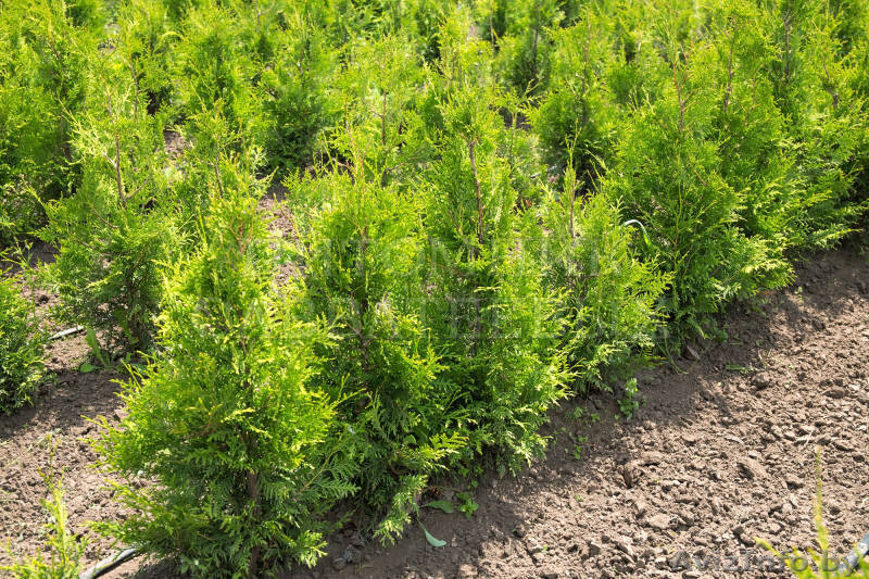 Туя оптом и в розницу - Изображение #1, Объявление #1635694