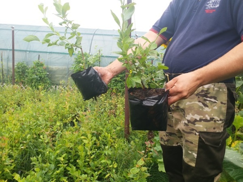 Саженцы голубики Блюкроп - Изображение #2, Объявление #1670689