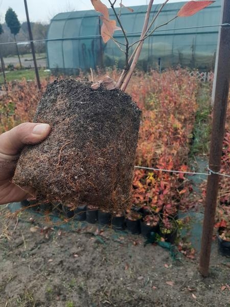 Саженцы голубики Блюкроп - Изображение #1, Объявление #1670689