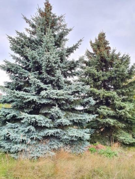 Продам ДОМ с пропиской и ОГРОМНЫМ участком! - Изображение #8, Объявление #1699212