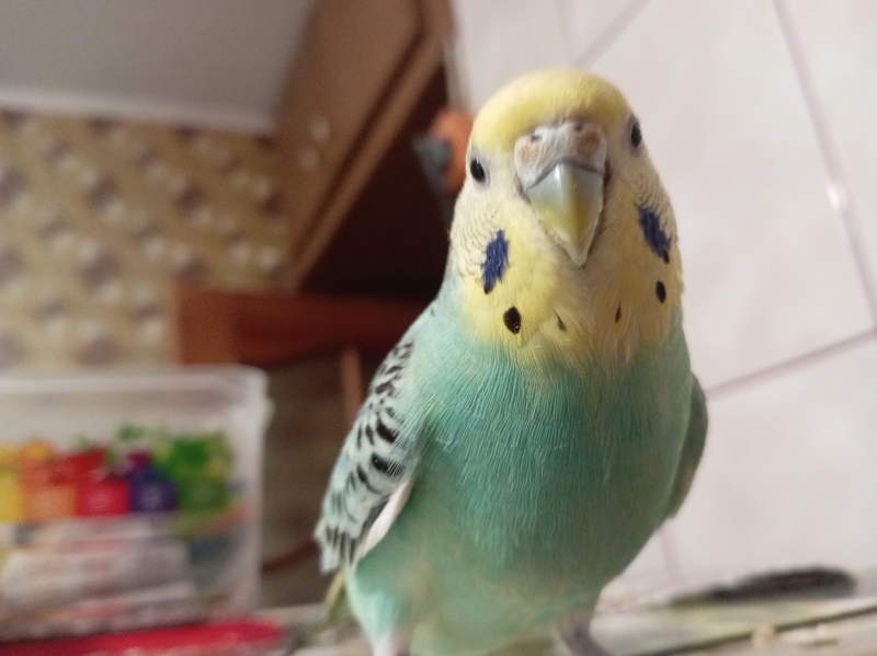 Куплю волнистого попугая мальчика  - Изображение #1, Объявление #1751523